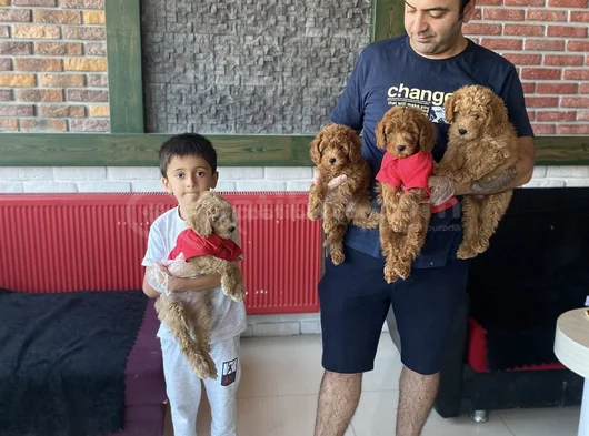 Renk Renk Orji̇nal Toy Poodle Yavrularimiz Güncel Ankara görsel