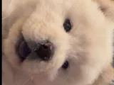 Safkan Chow Chow