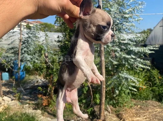 A Kali̇te French Buldog görsel
