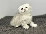 Beyaz Kahve Yavrumuz