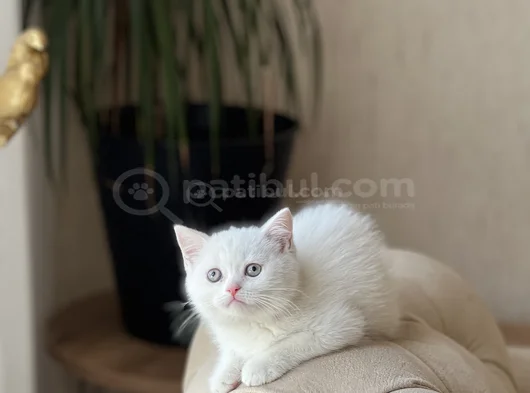 Beyaz Bri̇ti̇sh Shorthai̇r Sevi̇mli̇ Yavrumuz görsel