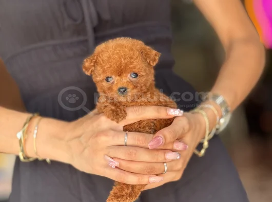 Teacup Poodle Yavrular görsel