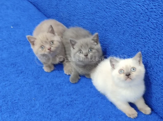 Yeni̇ Yuvasina Gi̇tmeye Hazir  Bri̇ti̇sh Ponçi̇kler görsel