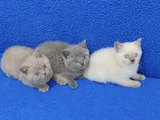 Yeni̇ Yuvasina Gi̇tmeye Hazir  Bri̇ti̇sh Ponçi̇kler