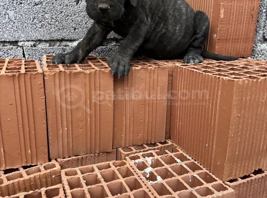 Dev Cane Corso görsel