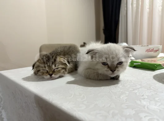 Beş Bebek görsel