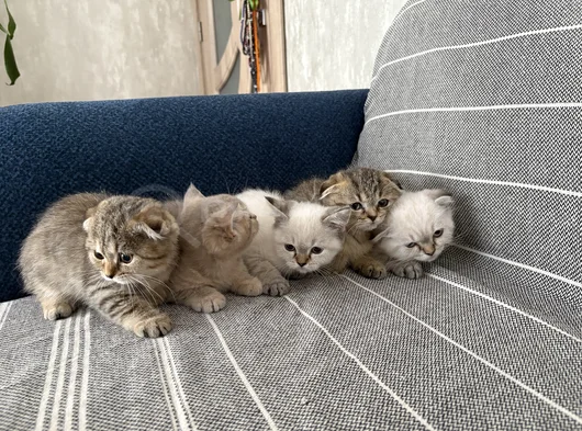 Beş Bebek