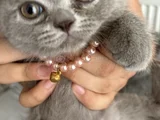 British Shorthair Yavru Kedi