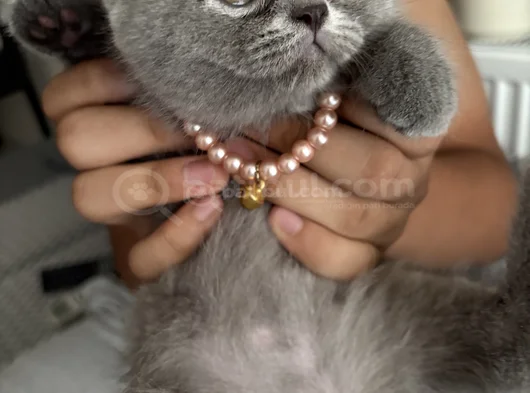 British Shorthair Yavru Kedi görsel