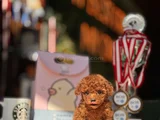 Teacup Poodle Yavrular