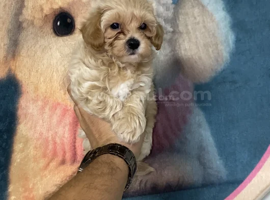 Sağlık Ve Irk Garantili Maltipoo Yavrularımız