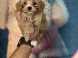 Sağlık Ve Irk Garantili Maltipoo Yavrularımız