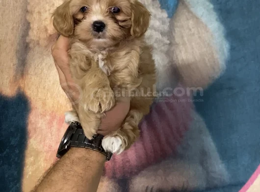 Sağlık Ve Irk Garantili Maltipoo Yavrularımız görsel