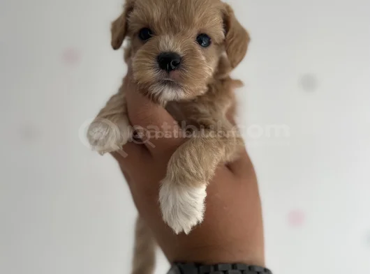 Oyuncak Malti̇po görsel
