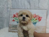 Maltipoo Aşılı Eğitimli Üst Kalite Yavrular