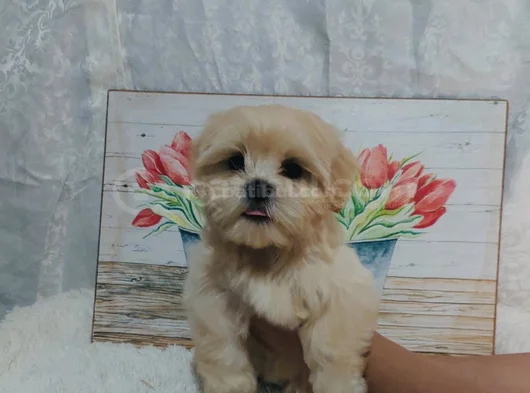 Maltipoo Aşılı Eğitimli Üst Kalite Yavrular görsel