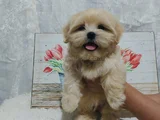 Maltipoo Aşılı Eğitimli Üst Kalite Yavrular