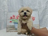 Maltipoo Aşılı Eğitimli Üst Kalite Yavrular