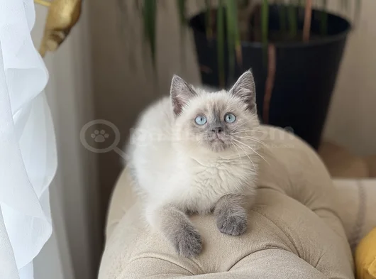 Aşiri Güzel Bri̇ti̇sh Blue Poi̇nt Yavrularim görsel