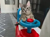 Minik Yavruya Yuva Arıyoruz