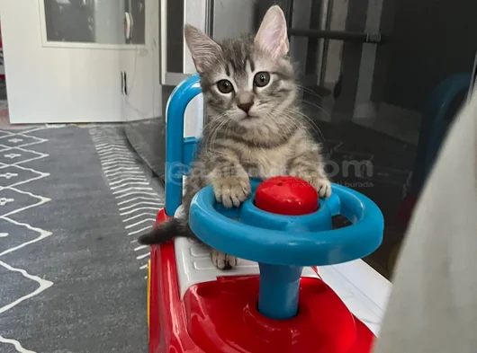 Minik Yavruya Yuva Arıyoruz