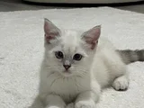 British Shorthair Colorpoint