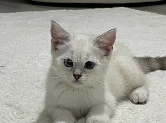 British Shorthair Colorpoint görsel