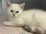 British Shorthair Colorpoint
