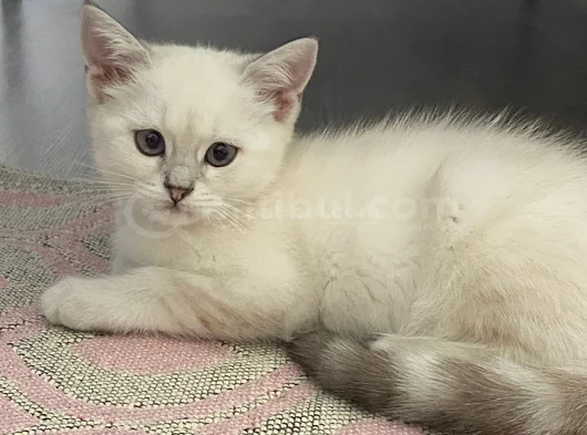 British Shorthair Colorpoint görsel