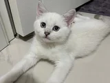 British Shorthair Colorpoint