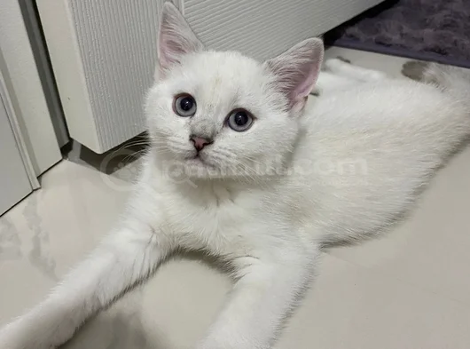 British Shorthair Colorpoint görsel