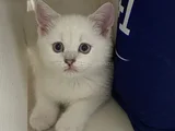 British shorthair colorpoint