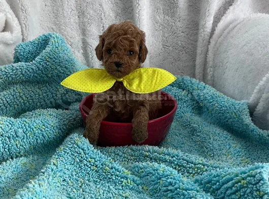 Aileden 0 Boy Poodle Yavruları görsel