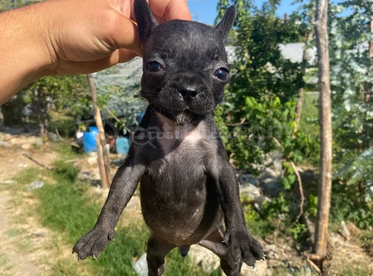 A Kali̇te French Buldog