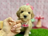 Şeker Tatında Tatlı Maltipoo Bebekler