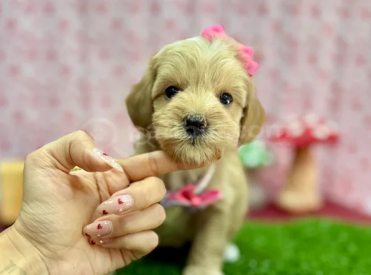 Şeker Tatında Tatlı Maltipoo Bebekler görsel