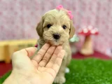 Şeker Tatında Tatlı Maltipoo Bebekler