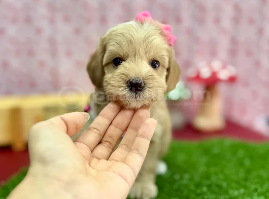 Şeker Tatında Tatlı Maltipoo Bebekler görsel