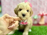 Şeker Tatında Tatlı Maltipoo Bebekler