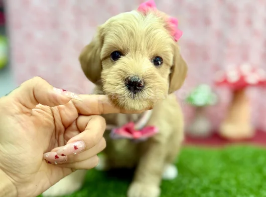 Şeker Tatında Tatlı Maltipoo Bebekler görsel
