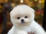 Pamuk Gibi Safkan Pomeranian Boo Yavrusu