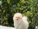 Safkan Pomeranian Boo Yavrularım Yeni Yuvasına Gitmeye Hazır