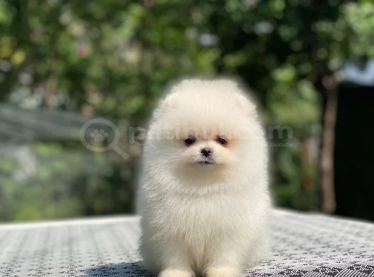 Safkan Pomeranian Boo Yavrularım Yeni Yuvasına Gitmeye Hazır