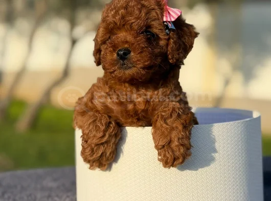 Safkan Toy Poodle  Kıvırcık Kürklü Yavru görsel