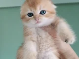 ÜST DÜZEY  GEN HATTI GOLDEN BEBEKLER