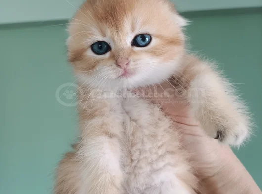 Üst Düzey  Gen Hatti Golden Bebekler