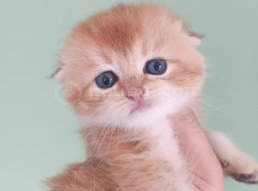 Üst Düzey  Gen Hatti Golden Bebekler görsel