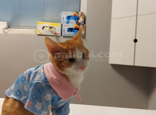 Kaplancık Ev Arıyor