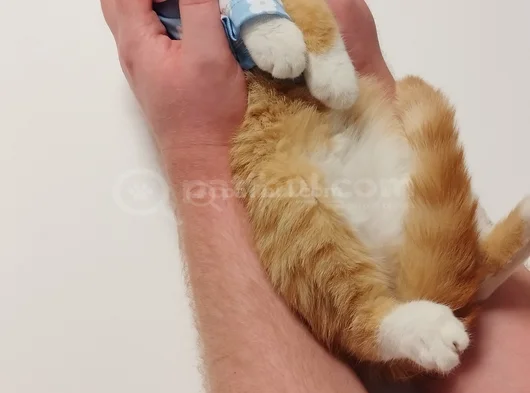 Kaplancık Ev Arıyor görsel