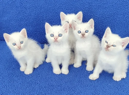 Yeni̇ Yuvasina Gi̇tmeye Hazir  Bri̇ti̇sh Ponçi̇kler görsel